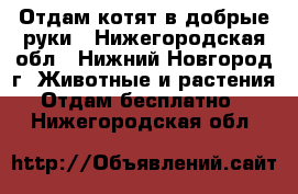 Отдам котят в добрые руки - Нижегородская обл., Нижний Новгород г. Животные и растения » Отдам бесплатно   . Нижегородская обл.